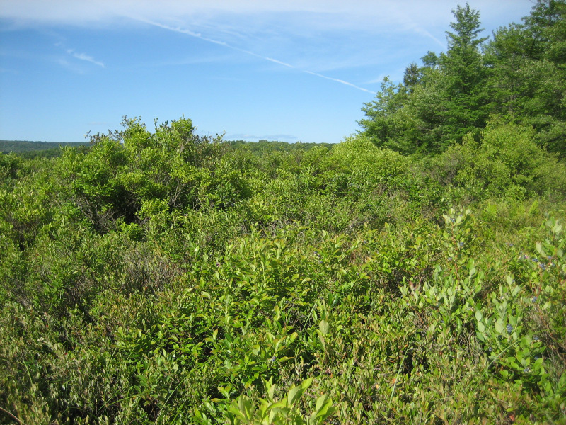 Highbush blueberry - sphagnum wetland